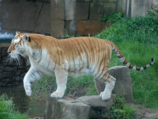 Golden tiger14